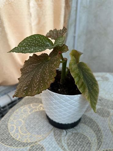 step deke: Begoniya maculata (Polka Dot Begoniya) – bəzək yarpaqlı otaq bitkisi — 3