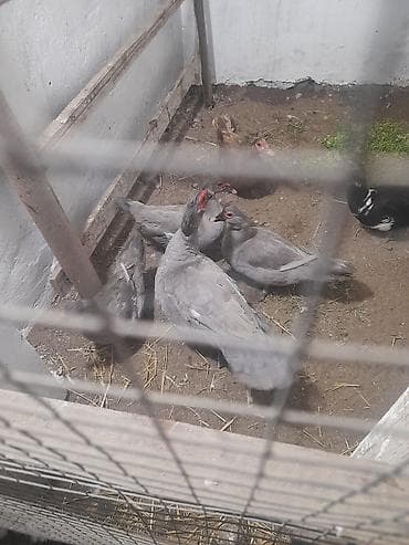 heyrati barter: Temiz lavanda erkeyidiri qarsigi yoxdur damazliq ucun ideal erkekdir 7 — 2