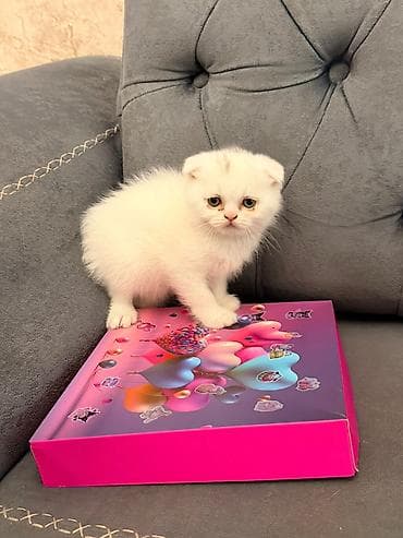 Quşlar: Şotland — 6