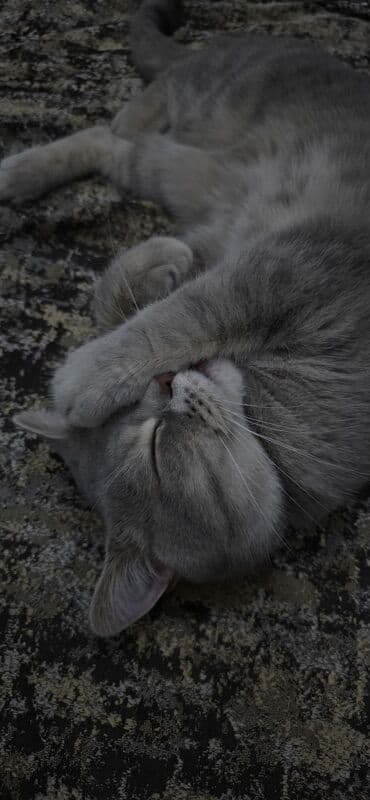 qara pişik adları: Şotland, Erkək, Cütləşmə üçün — 1