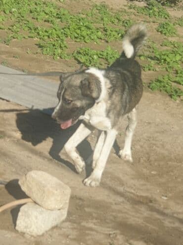 приют для собак баку: Самец, С прививками — 4