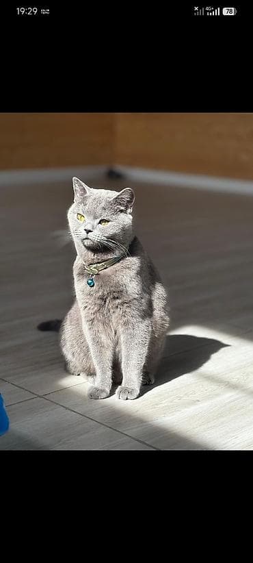 qara pisik sekilleri: Britan, Dişi — 1