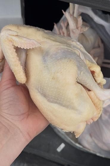 pəncə: Kənd toyuğu Toyuq Bütöv — 1