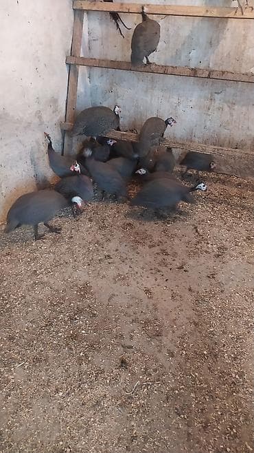 tutuquşu novləri: Digər quşlar — 2