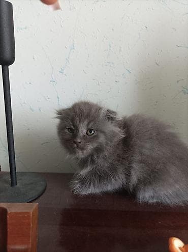 en gozel itler: Britan, Erkək, Dişi, Yaxşı əllərə, Ünvandan götürmə, Pulsuz çatdırılma, Ödənişli çatdırılma — 8