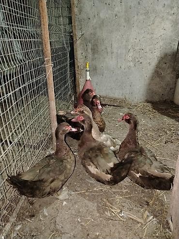 ağ ördək: Muskoviy ördəkləri (öküz ürəyi” kimi tanınır) - Rənglər: əsasən — 2