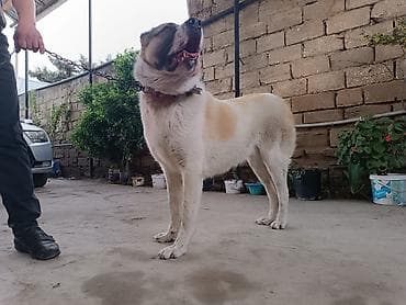 Alabay, 11 ay, Erkek