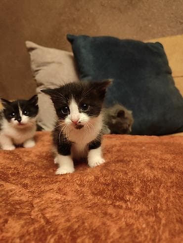кошки бесплатно: Отдаются бесплатно домашние котята.Только в добрые и заботливые руки — 5