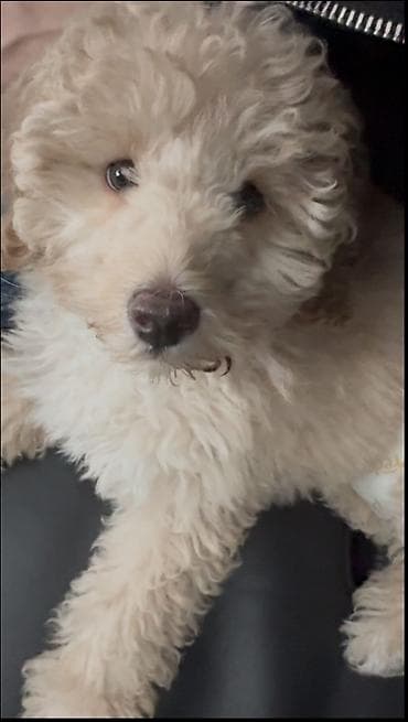 balaca tuklu it: Pudel, 2 ay, Erkek, Peyvəndli, Ünvandan götürmə — 3