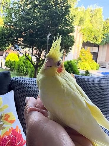 quş adları: 3 ədəd 1,5 aylıq Nimfa tutuquşu (cockatiel) . Ev quşlarımın balalarıdı — 7