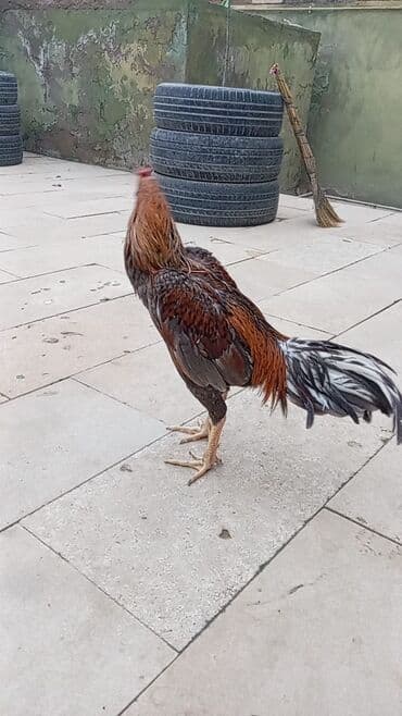 Boşqablar: Salam qiymət 40 manatdan basdyir 70 4 dənə xoruz 11 ayliqdi biri 1 — 5