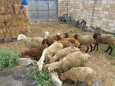 heyvan ve insan seksi: 1 rinci qarına qoyunlar satılır 12 başdı obşi 1 erkek toglu 2 ədədi — 6