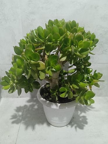 pul yeşiyi: Suculent bitkilər – 2 növ bir yerdə 1) Crassula ovata (Pul ağacı) - — 1