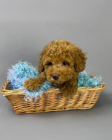 Ножи: Пудель — 4