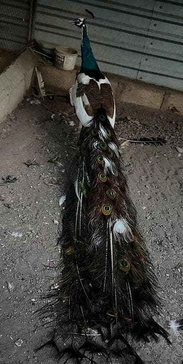 qizil qus: Məhsul: Tavus quşu (erkək, uzun quyruqlu) Təsvir: - Nadir rəng — 4