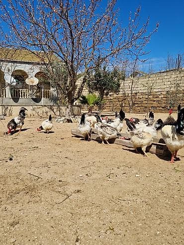 çöl toyuğu: Toyuq, Damazlıq — 5