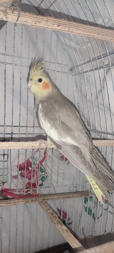 Nymph paraket (cockatiel) – boz və sarı tonlarda, yanaqlarda narıncı