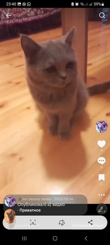 bala dovşanlar: Британская, Самка, В добрые руки — 5