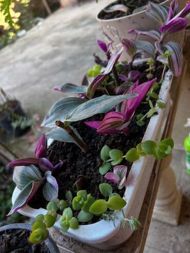 ev qizdiricilari: Xalça — 64