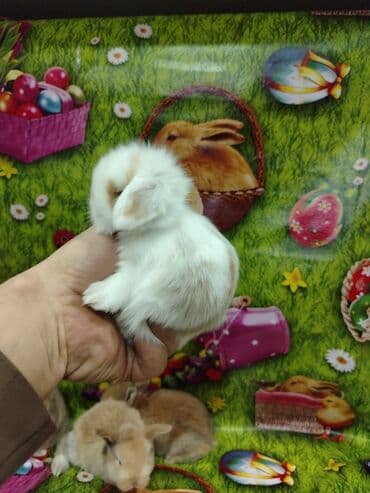 работа выгул собак бишкек: Karlik dovsan lar var satisda Vatsapda aktivdi Dovsan ayit Qefes de — 8