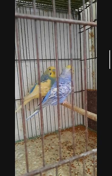 sirin it sekilleri: Cüt tutuquşular Rəngbərəng quşlardı Erkəkdə dişidə var 6 Cüt var — 1