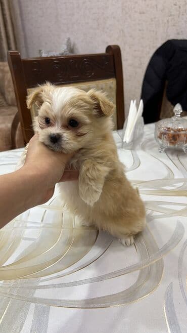 heyvanlar cütləşməsi: Ana atasının Seklı var 1aylıq erkek bala Miniatür it balası – yığcam — 5