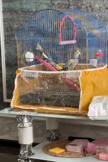 Gəmiricilər: Salam. ENDİRİMLƏR🦜🐦 DANIŞAN VƏ DANIŞMAGA HAZİR OLAN QUŞLAR — 10