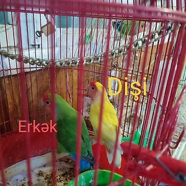 deniz donuzcugu: Agapornis cütləri – rəngli sevda papuqayları Cütü 80₼. 2 cütdür, 1cüt — 3