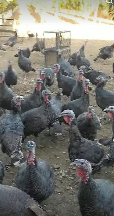 Digər heyvanlar: Digər quşlar — 1