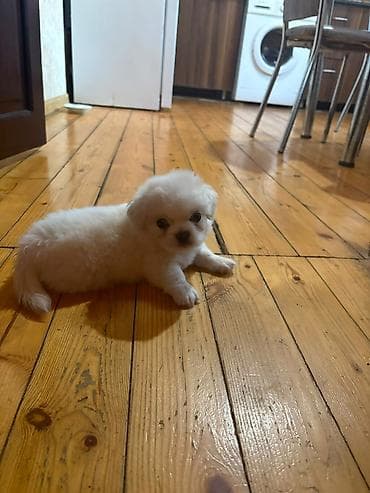 ev heyvanları: Pekines, 1 ay, Erkek, Pulsuz çatdırılma — 2