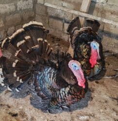 Inəklər, öküzlər: Dişi, Kanada, Yumurtalıq, Ödənişli çatdırılma — 1