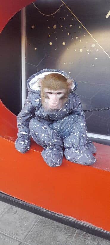 животные в добрые руки: Tayson adlı meymun satılır. Ağıllışirindi. Kim isdəsə yazsın — 6