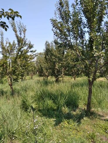 недвижимость в баку купить: 95 соток, Для бизнеса, Собственник, Купчая — 3