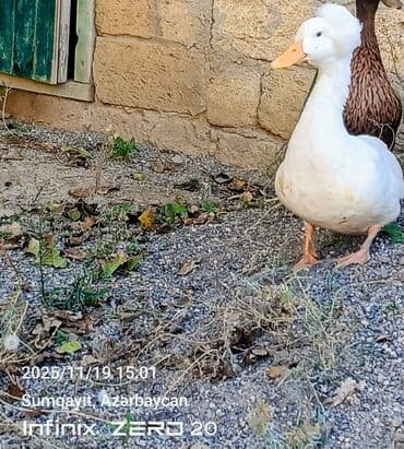 Akvarium aksessuar və ləvazimatları: Erkək, Damazlıq, Ünvandan götürmə — 1