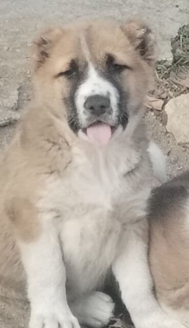 собаку объявление продам: Гурдбасар, 2 месяца, Самец, С прививками, Самовывоз — 1