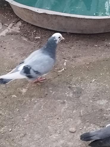 balaca pisik satisi: Salam təmiz qan ağ baş tam sağlam — 4