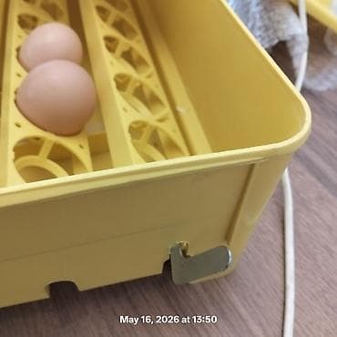 noki 1100: Inkubator, 60ədədli, İtaliya istehsalı, INCUBATRICI BOROTTO (Avtimatik — 2