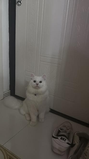 cutles: Şotland uzun tüklü, Erkək, Cütləşmə üçün — 1