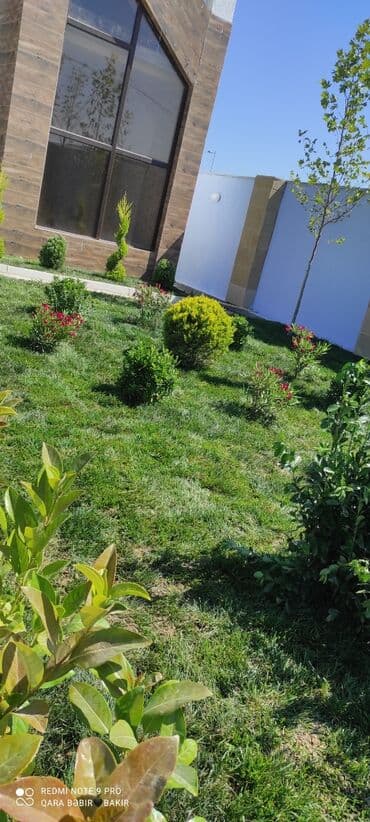 ketan toxumu yağı qiymeti: Qazon danimarka toxumuyla əkiləndi su sisdemi çəkilməsi koynə qazonu — 1
