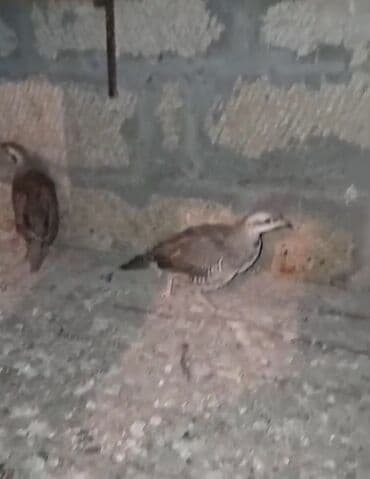 сколько стоит миниатюрный пудель: Ov quşları – kəklik xinali cutu 30 manat — 1