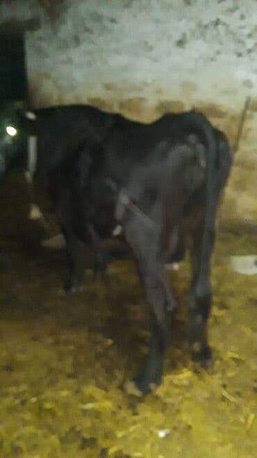 cins ineklerin satisi 2018: Erkək, il: 1, 168 kq, Ətlik, Ünvandan götürmə — 4