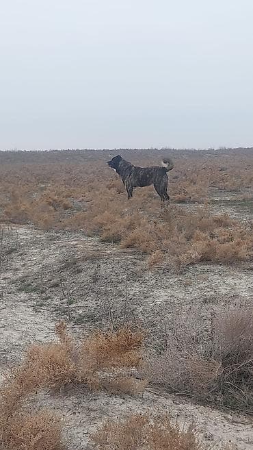 Alabay, 4 il, Erkek, Peyvəndli, Ödənişli çatdırılma