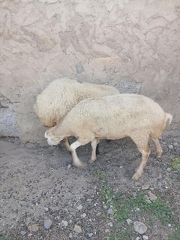 heyvanlara verilən adlar: Birinci qarına boğaz toğLu satıLır — 3