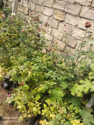 Çöl bitkiləri: Müxtəlif kol növləri. Bəziləri qara rəngli plastik qablarda əkilib. Bu — 2