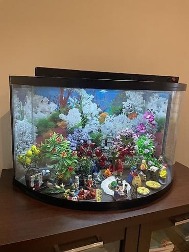 krab: Yarımoval formalı dekorativ akvarium — 1