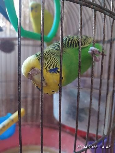 daniwan papuqay: Məhsul: Dalmatinsiz dalğalı papuqay cütü (budgerigar/“volnıstıy”) - — 3