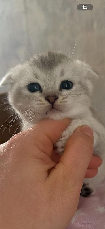 heyvanlar: Şotland yastı qulaq — 4