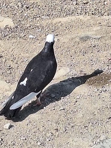 Cins: Dekorativ/uyuq güvercin (başlıq ağ papaqlı, bədən tünd) Rəng — 4