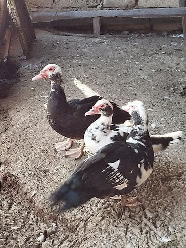 Quşlar: Musk ördəkləri (Indoutka) - Cins: muskus ördəyi - Rənglər: qara-ağ — 1