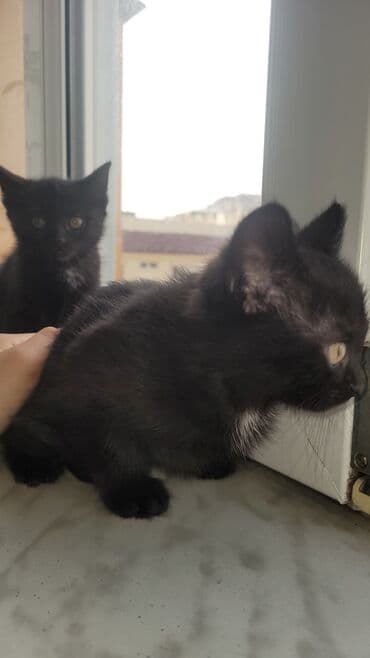 Balıq: Yaxşı əllərə — 3